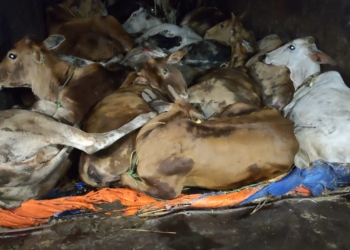 Cow Smuggling In Chhattisgarh : छत्तीसगढ़ से आंध्र प्रदेश गौ तस्करी करते 4 आरोपी पुलिस के हत्थे चढ़ा ….
